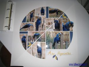 60-60perroquetsouverte-resolution-de-lecran