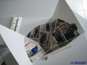 60-60perroquetsouverture-resolution-de-lecran